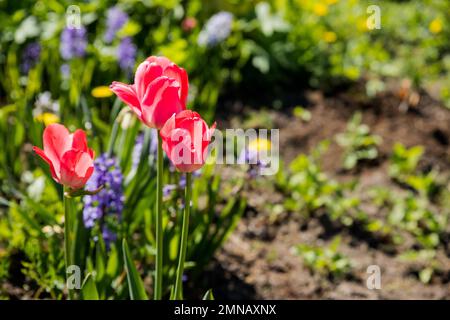 De belles fleurs de tulipe parfumées roses ont fleuri lors d'une belle journée d'été sur un lit de fleurs dans le jardin. La beauté de la nature. Temps de printemps. Magnifique Banque D'Images