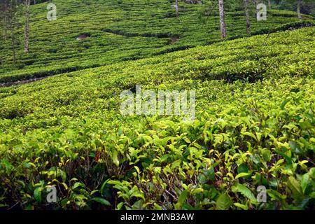 Bluefield Tea Gardens, Bluefield Tea Factory, usine de thé, Teepflanze, théier, Camellia sinensis, Nuwara Eliya, province centrale, Sri Lanka, Asie Banque D'Images