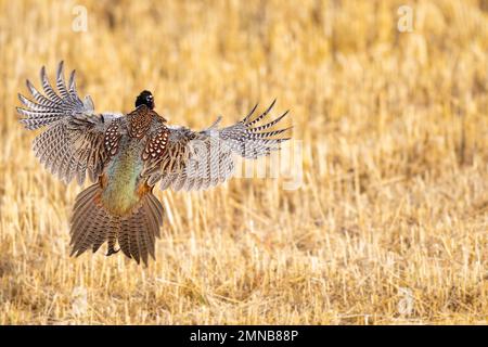 Un faisan de coq volant le jour d'octobre. Banque D'Images