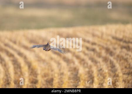 Un faisan de coq volant le jour d'octobre. Banque D'Images