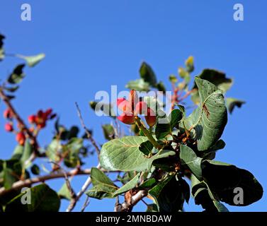 Pistaches cultivées mûrissant sur l'arbre contre le ciel bleu, île de Lesbos septembre / octobre 2022.Pistacia vera, famille de noix de cajou Banque D'Images