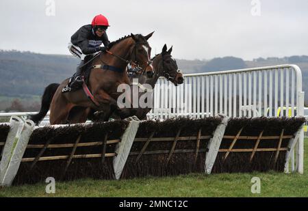 Course huit, la Ballymore novices haies course. En sortant, Tom Cannon saute la dernière course hippique à Cheltenham Racecourse, Prestbury Park Banque D'Images