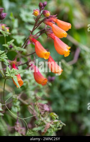 Gros plan des fleurs chiliennes de gloire (eccremocarpus scaber) en fleur Banque D'Images