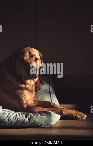 Un beau chien de travail senior Fox Red Labrador Retriever se reposant dans un intérieur de maison dans une douce lumière de fenêtre Banque D'Images