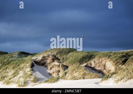 Dunes blanches sur la plage au Danemark avec un mouette volant dessus Banque D'Images