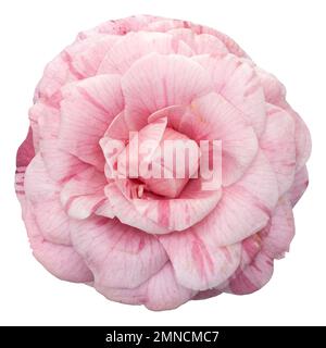 Fleur de camélia rose isolé sur fond blanc. Camellia japonica Banque D'Images