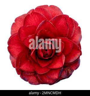 Fleur de camellia rouge isolée sur fond blanc. Camellia japonica Banque D'Images