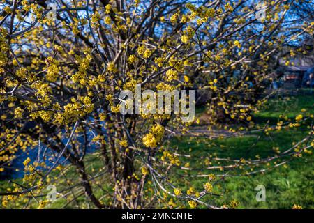 Japanische Kornelkirsche Cornus mas mit geeben Blüten im Frühjahr Banque D'Images