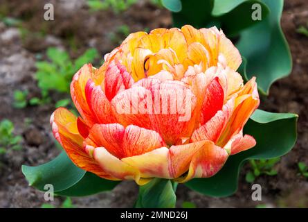 fleur de tulipe avec feuilles vertes gros plan Banque D'Images