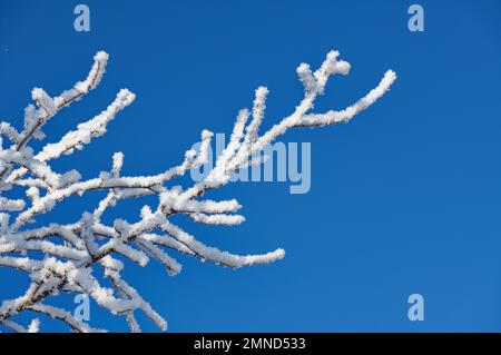 Brindilles couvertes de glace et de neige sur fond de ciel bleu vif Banque D'Images