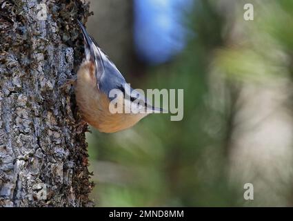 Eurasian Nuthatch (Sitta europaea) adult clinging to tree trunk  Prenj mountains, Herzegovina, Bosnia and Herzegovina        April Stock Photo