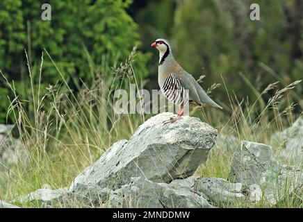 Rock Partridge (Alectoris graeca saxatilis) adult male standing on rock  Podvelezje plateau, Herzegovina, Bosnia & Herzegovina              April Stock Photo