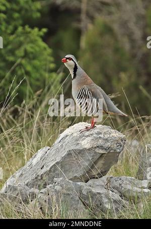 Rock Partridge (Alectoris graeca saxatilis) adulte homme debout sur le rock appelant Herzégovine, Bosnie-Herzégovine Avril Banque D'Images