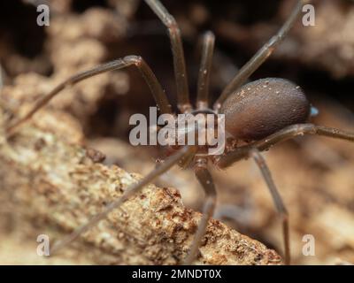 Portrait détaillé d'un Loxosceles (araignée brune recluse), macrophotographie d'une espèce venimeuse avec des morsures médicalement significatives. Banque D'Images