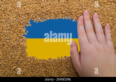 Main d'une femme sur un cadre rectangulaire de grains mûrs de blé sur le fond du drapeau de l'Ukraine. Le plus grand exportateur de grain au monde Banque D'Images