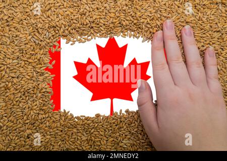 Main de femme sur un cadre rectangulaire de grains mûrs de blé sur le fond du drapeau du Canada. Le plus grand exportateur de grain au monde Banque D'Images