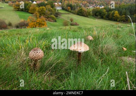 Champignon parasol (Macrolepiota procera), Département du Haut-Rhin, Alsace, France Banque D'Images