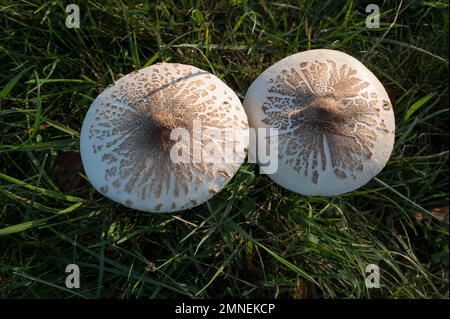 Champignon parasol (Macrolepiota procera), Département du Haut-Rhin, Alsace, France Banque D'Images