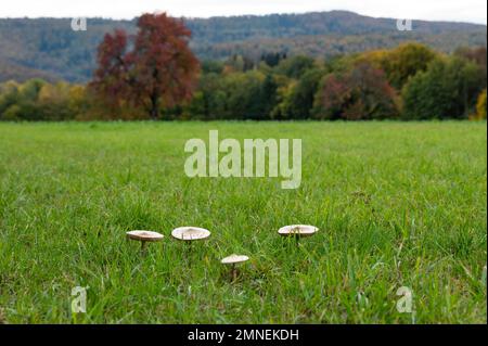 Champignon parasol (Macrolepiota procera), Département du Haut-Rhin, Alsace, France Banque D'Images