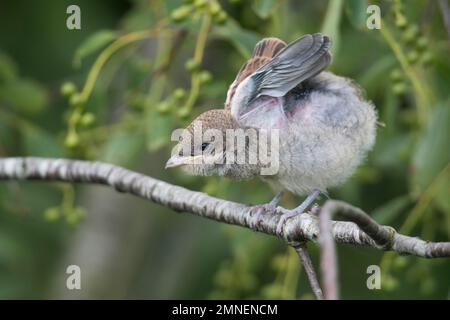 Jeune crevette à dos rouge (Lanius collurio), Emsland, Basse-Saxe, Allemagne Banque D'Images