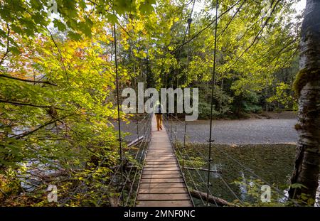 Randonneurs sur le pont suspendu dans la forêt automnale, Grove of the Patriarches Trail, parc national du Mont Rainier, Washington, États-Unis Banque D'Images