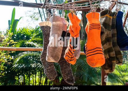 Lavage des chaussettes utilisées et séchage sur la corde à linge. Après le lavage, les chaussettes utilisées sont suspendues par des épingles à linge sur la corde à linge pour le séchage Banque D'Images