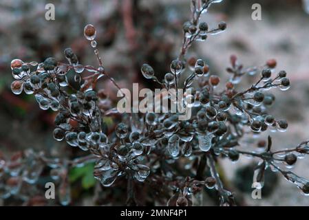 Phénomène météorologique rare lorsque la plante devient verglacée. Beauté glacée en hiver Banque D'Images