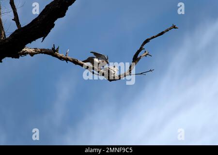 Une paire de Pigeons à crête (Ocyphaps lophotes) perçant sur la branche d'un arbre à Sydney, Nouvelle-Galles du Sud, Australie (photo de Tara Chand Malhotra) Banque D'Images