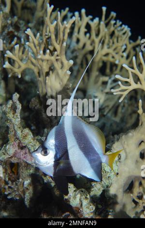 Fausse idole mauresque (Heniochus diphreutes) la nuit. Site de plongée détroit de Tiran, Sinaï, Égypte, Mer Rouge Banque D'Images