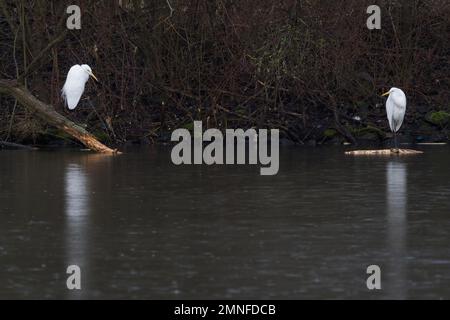 Deux grands aigrettes (Ardea alba), debout sur la rive, Hesse, Allemagne Banque D'Images