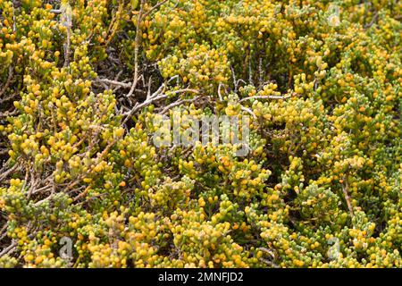 Gros plan de Tetraena fontanesii à Lanzarote Banque D'Images