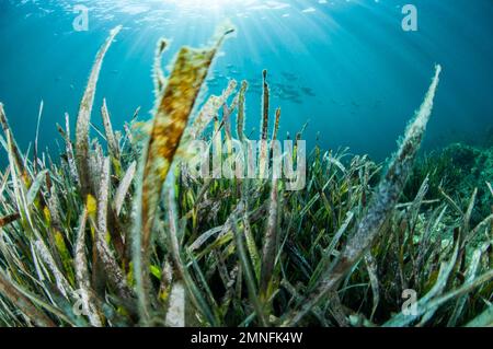 (Posidonia oceanica) Prairie d'herbes marines, Costa Brava, Espagne Banque D'Images