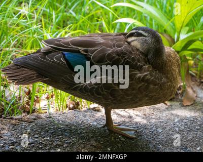 Canard noir du Pacifique reposant avec la tête repliée Banque D'Images