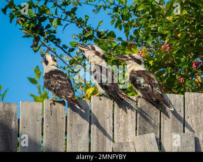 Trois Kookaburras, oiseaux indigènes d'Australie, assis sur une clôture riant bruyamment à la vie, équipage, bruyant Banque D'Images