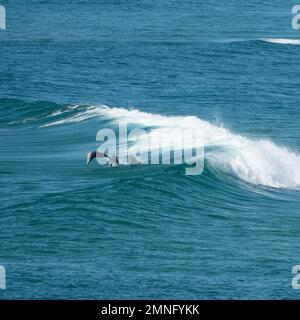 Trois dauphins à bottlenose jouant, bondissant à travers l'arrière d'une vague, Océan Pacifique, Sawtell Australie Banque D'Images