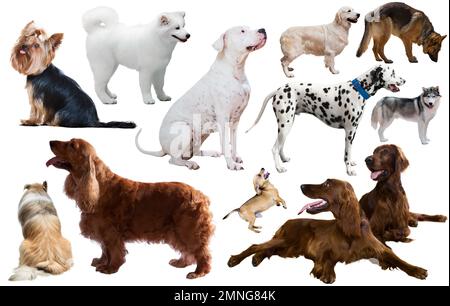 ensemble de chiens Banque D'Images
