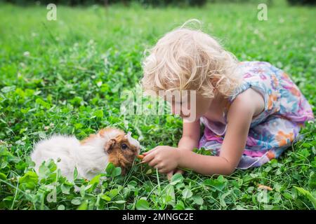 une petite fille joue avec un cobaye en été sur un terrain de trèfle.Alimentation saine pour les animaux, les rongeurs.Les animaux de compagnie se promène dans la nature. Banque D'Images