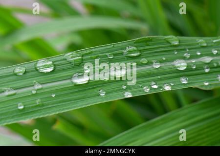 Gros plan des gouttes d'eau sur la citronnelle le matin. Citronnelle fraîche (Cymbopogon citratus) Banque D'Images