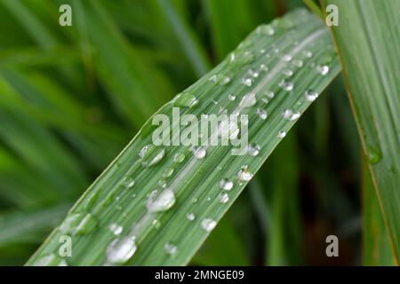 Gros plan des gouttes d'eau sur la citronnelle le matin. Citronnelle fraîche (Cymbopogon citratus) Banque D'Images