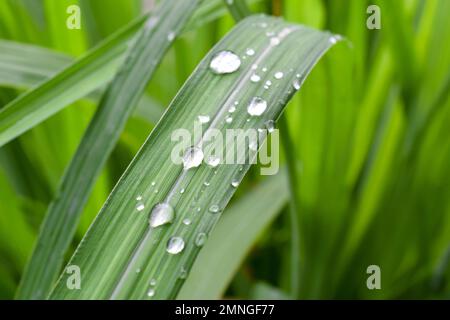 Gros plan des gouttes d'eau sur la citronnelle le matin. Citronnelle fraîche (Cymbopogon citratus) Banque D'Images