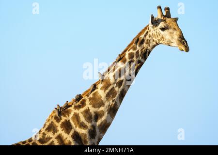 Groupe d'Oxpeckers, Buphagus africanus, assis dans une rangée sur une Giraffe, Giraffa camelopalis, long cou. Parc national de Chobe, Botswana, Afrique Banque D'Images