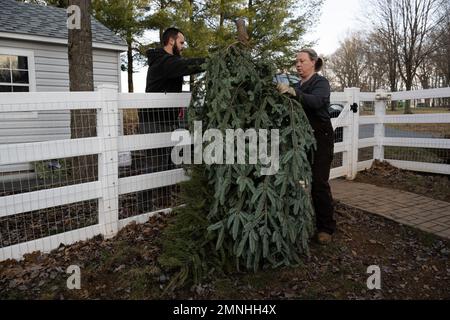 Propriétaires de ferme avec un arbre de Chrismtas recylés qu'ils utilisent pour nourrir les chèvres sauvées. Les chèvres sur cette ferme aider à recylce arbres de Noël en les mangeant pour leurs nutriments ca. 2022 Banque D'Images