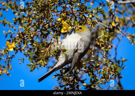 Verdin ou Auriparus flaviceps se nourrissant de quelques fleurs de créosote au parc oasis de l'ancien combattant en Arizona. Banque D'Images