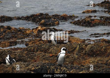 Panorama d'une côte sud-africaine rocheuse extrêmement rugueuse avec des pingouins Jackass en danger qui luttent pour grimper pour accéder à leurs nids. Banque D'Images