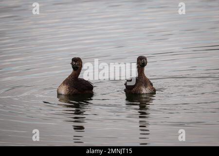 Paire de grebe à bec de pied ou podiceps Podilymbus qui s'affichent au parc oasis des vétérans en Arizona. Banque D'Images