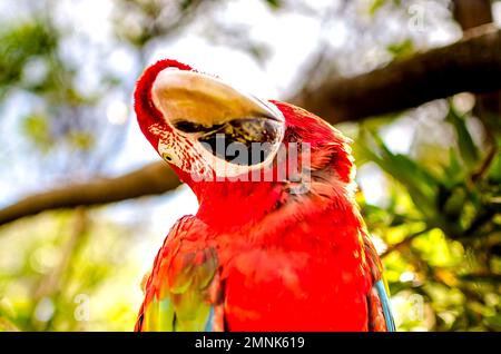 la macaw sur la nature Banque D'Images