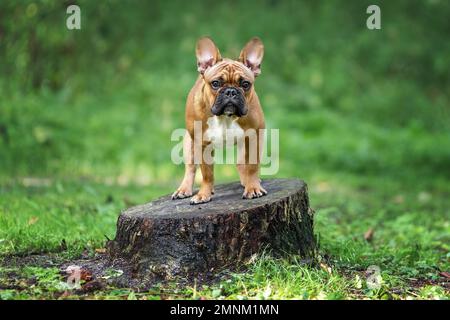 Le jeune chien de race française attend sur une souche d'arbre pour le propriétaire en forêt Banque D'Images