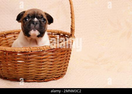 Mignon chiot de chien de race de bouledogue français assis dans un panier en osier. Copier l'espace Banque D'Images