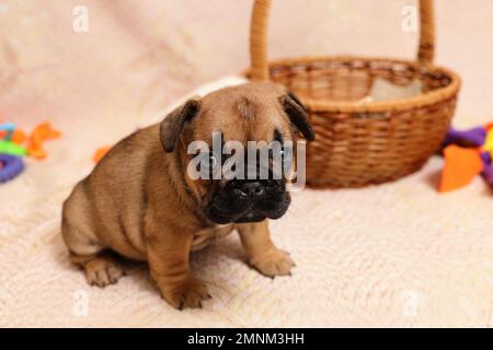 Petit chien de taureau français triste attendant le propriétaire dans la boutique d'animaux de compagnie. Dernier chiot de la litière Banque D'Images