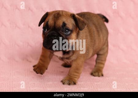 Chien sérieux de race de bouledogue français faisant les premiers pas à la maison. Pup. Bébé actif Banque D'Images